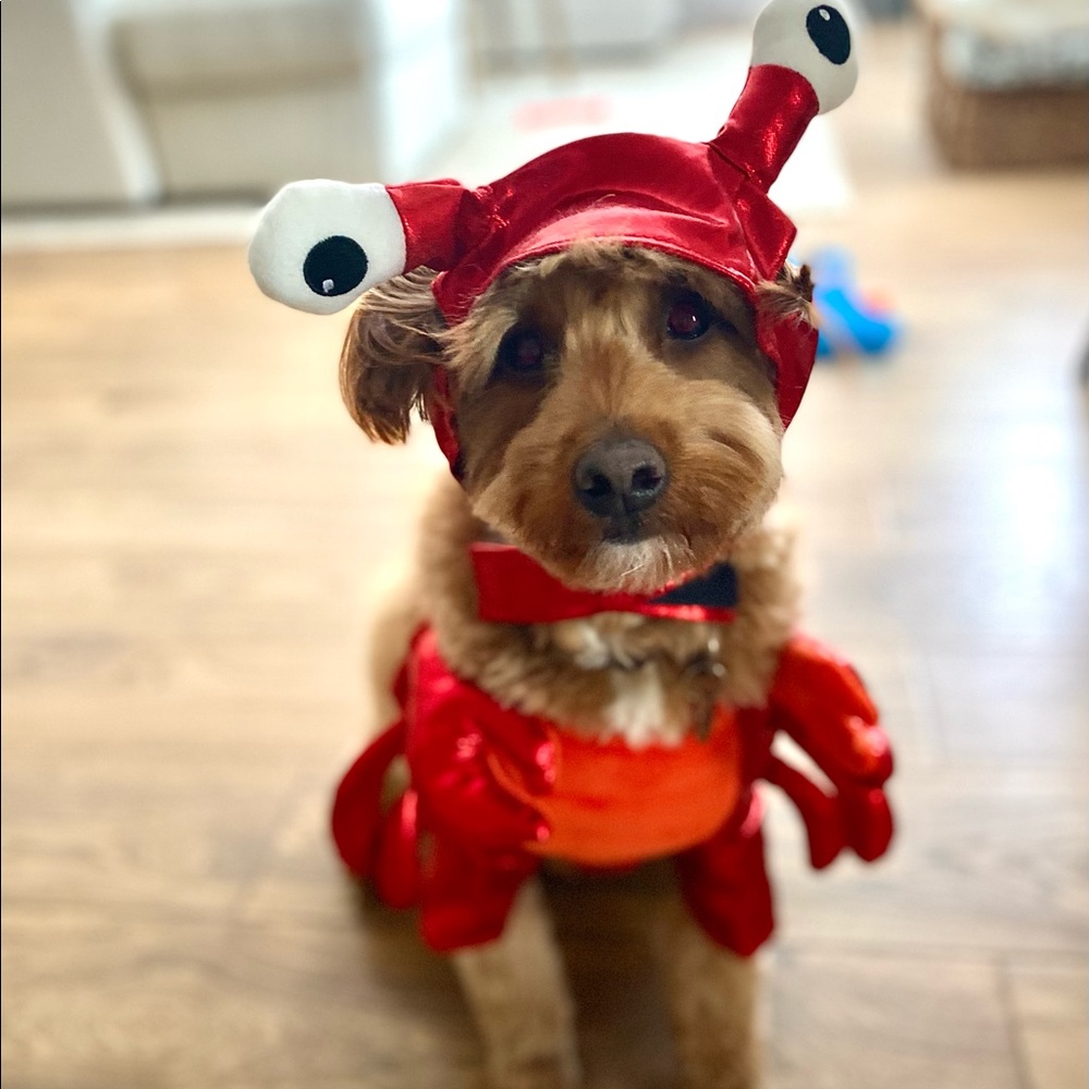 Lobster dog Halloween costume
